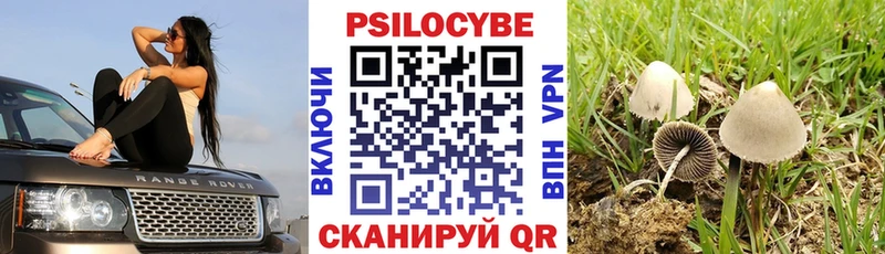 Псилоцибиновые грибы Psilocybe Спасск-Рязанский